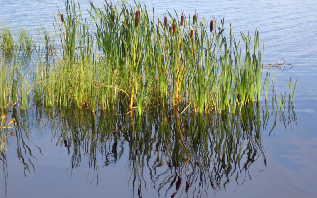 Lake Health Indicators