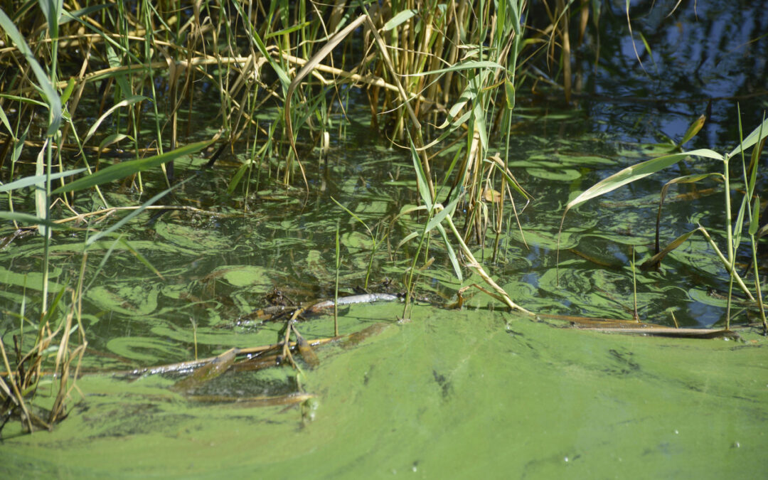 Cyanobacteria in Lakes: Understanding and Managing Harmful Algal Blooms